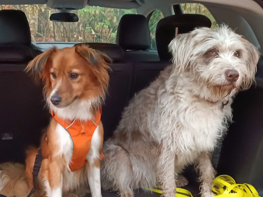 Hundetrainer kommt mit dem Auto beim Kunden zu Hause an