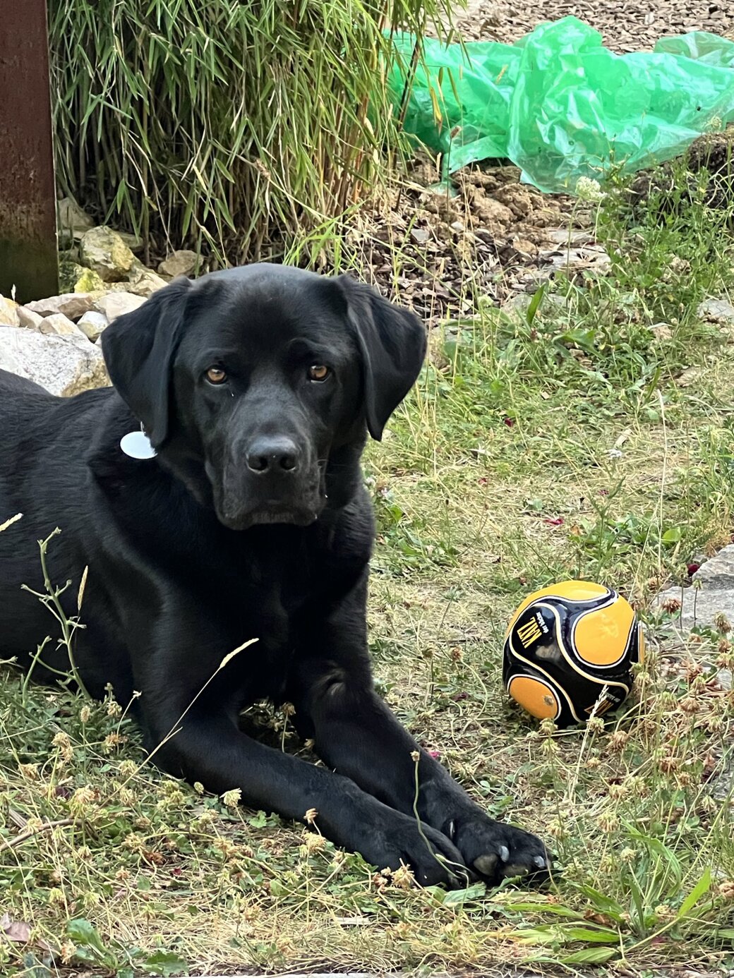 Hundetrainer belohnt einen Hund mit Leckerli