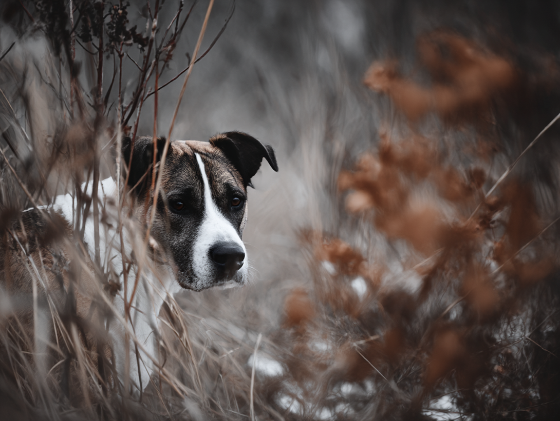 Hund bellt an der Leine, Trainer erklärt der Halterin das Vorgehen