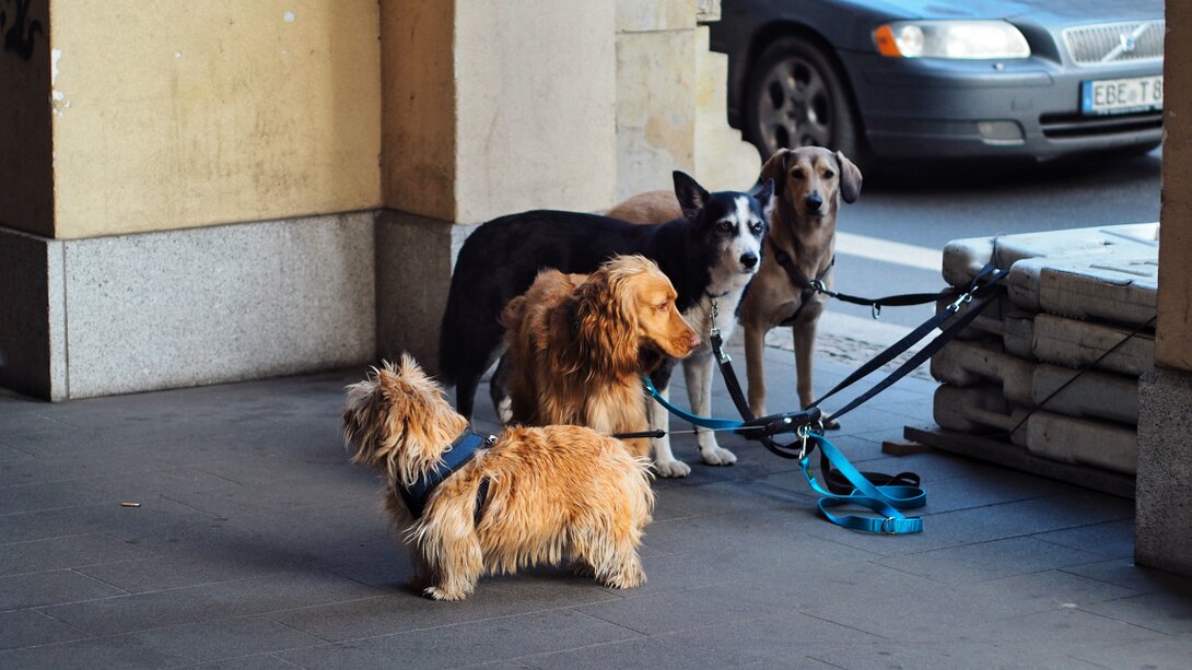 Mehrere Hunde laufen mit ihren Haltern bei einem Gruppentraining